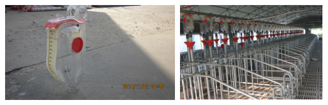 Sow feed trough staineless steel durable